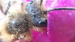 Andrena dunningi