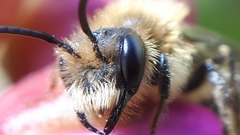 Andrena dunningi