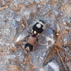 Ronisia barbarula
