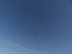 Phoenicopterus chilensis