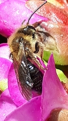 Andrena dunningi