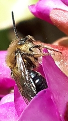Andrena dunningi