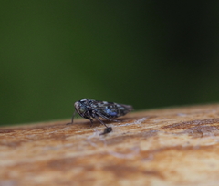 Stenidiocerus poecilus