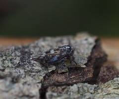 Stenidiocerus poecilus