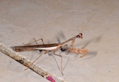 Stagmomantis montana