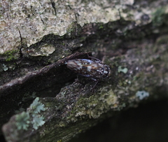 Stenidiocerus poecilus