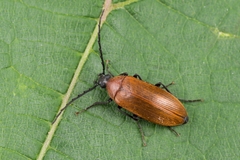 Pseudocistela ceramboides