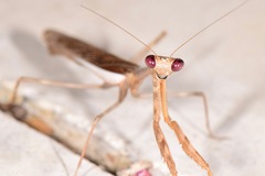 Stagmomantis montana