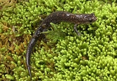 Plethodon dorsalis