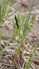 Carex melanostachya