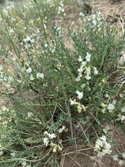 Astragalus mulfordiae