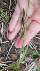 Carex melanostachya
