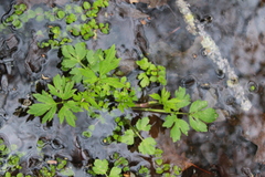 Ranunculus hispidus caricetorum