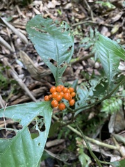 Palicourea racemosa