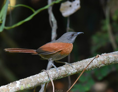 Synallaxis erythrothorax