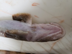 Canadian Eelpout photo 3