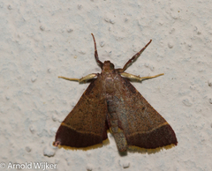 Hypsopygia amoenalis