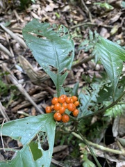Palicourea racemosa