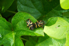 Deois flexuosa