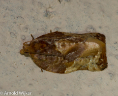 Argyrotaenia sphaleropa