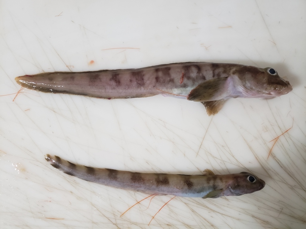 Canadian Eelpout