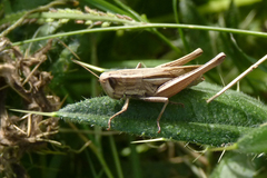 Amblytropidia australis