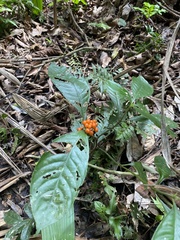 Palicourea racemosa
