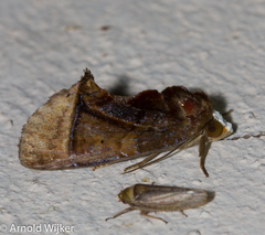 Gonodonta immaculata