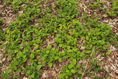 Pulmonaria saccharata
