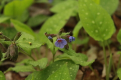 Pulmonaria saccharata