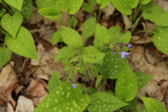 Pulmonaria saccharata
