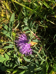 Carthamus mitissimus