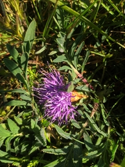Carthamus mitissimus