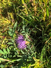 Carthamus mitissimus