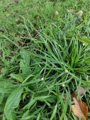 Cyperus mindorensis