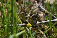 Spialia