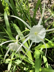 Hymenocallis crassifolia