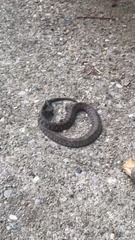 Clonophis kirtlandii