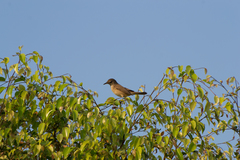 Acrocephalus stentoreus