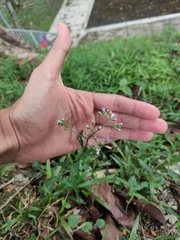 Cyanthillium cinereum