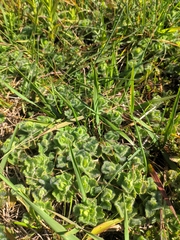 Teucrium pyrenaicum