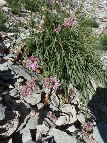 Image of Allium narcissiflorum by (c) aroche, some rights reserved (CC BY)