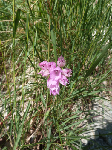Image of Allium narcissiflorum by (c) aroche, some rights reserved (CC BY)