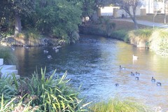 Branta canadensis maxima
