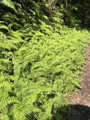 Amauropelta beddomei