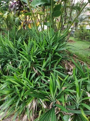 Pandanus amaryllifolius