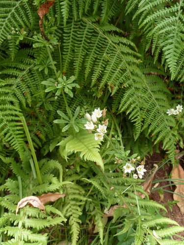 Nothoscordum image