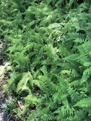 Amauropelta beddomei