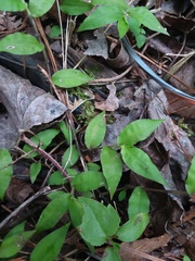 Oplismenus hirtellus setarius