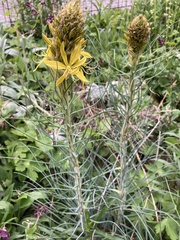 Asphodeline